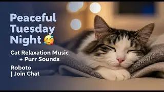 Peaceful Tuesday Night 😻 | Cat Relaxation Music + Purr Sounds | Join Chat #Sleep #CatMusic