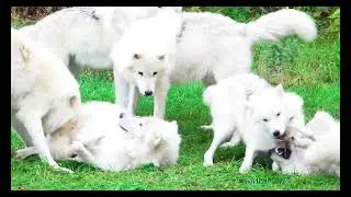 4K-HD VIDEOS Collection of Wildlife Animals.(Relaxing Music1988)
