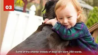 25 BIZARRE Dog Facts You Need To Know !! OMG I love Dogs