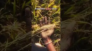 please don't waste food 😞🙏 #youtubeshorts #please #dont #waste #food #kisan #love #shorts #india