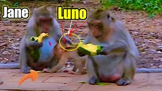 Luno alone but meet Jane old monkey Luno hungry food of Jane..!