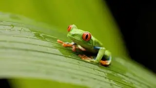 Red Eyed Tree Frog Facts #RedEyedTreeFrog #NatureInUrdu #WildlifeFacts #RainforestAnimals#UrduShorts