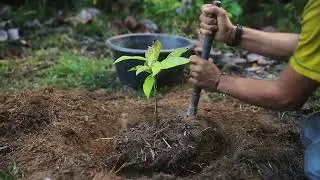 Amazon Reforestation & Volunteer Life &ndash; Native Tree Planting, Food Forest & Jungle Conservation