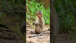 Snack Hunter Activated! ,@5starmonkeys , #monkeysr, #babymonkey, #babyanimal, #babyprimate, #shorts
