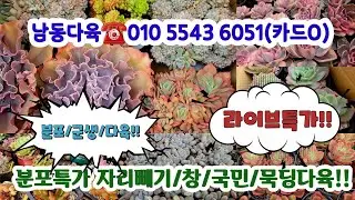 남동다육☎️010 5543 6051(카드O) 💗국민다육/분포/중고분/창/국산수제분 #다육쇼핑#초보다육