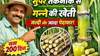 Super Technique Sugarcane Farming 🚜 | 200&ndash;250 Days High Sugar Content Ganna | Modern Cane Farming