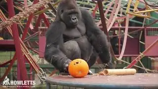 Howletts gorillas enjoy some spooky snack-o-lanterns
