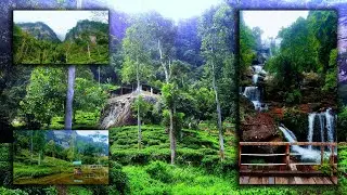 Udagilma Tea State & Resort | Olu Ella | Solo Travel | Travelbeesl