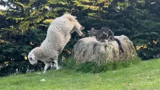 The Cat The Lamb And The Rock