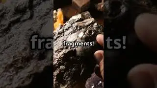 Dino Dung Delights 💩🦖: Uncovering the Secrets of Fossilized Dinosaur Poo!