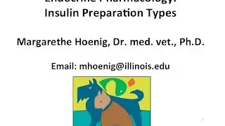 Endocrine Pancreas:  Insulin Preparation Types