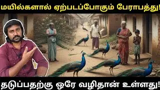 மயில்களின் எண்ணிக்கை அதிகரிப்புக்கு குள்ள நரிகளின்&zwnj; அழிவுதான் காரணம்! | Indian fox and peacock issue