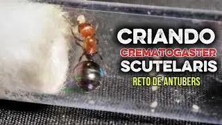 5 Youtubers compiten para criar una reina de Crematogaster scutellaris🐜👑
