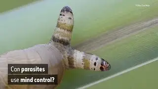 Can parasites use mind control? | Natural History Museum