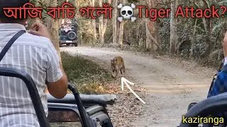Face to Face Tiger Encounter in Kaziranga 🐅 🔥 