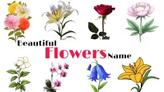 Discover Beautiful Flower Names to Enhance Your English Vocabulary | Beautiful Flowers