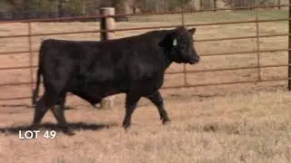 CBL 2020 Lot 49