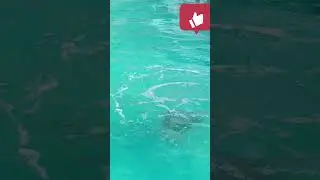 #swimming #summerswimming #swimmingpoo#shortsl