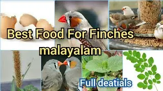 Best foods for finches malayalam/Global garden