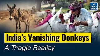 India&rsquo;s Donkeys on the Brink of Extinction | The Alarming Decline Explained | NEXT IAS