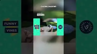 Hilarious Dog Reactions Compilation | August 2018 | Funny Animal Videos