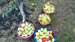Осень  Падают яблоки