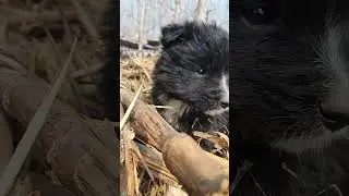 Fluffy Farm Friend🐶 #adorbs #dog #pets #cute #puppy