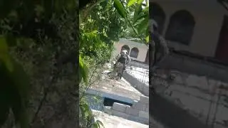 operasyon la polis nan bute boyer