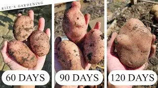 When To Harvest Potatoes? (Example: Desiree)
