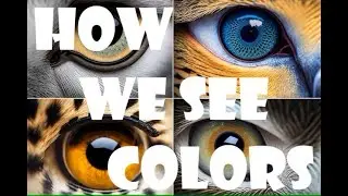 How Do Humans and Animals See Colors? 🌈