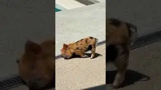 Cute small pig ☺️💕💓sleeping unexpected 😀. #Cute #Sleepy #Pig #overloaded #fun