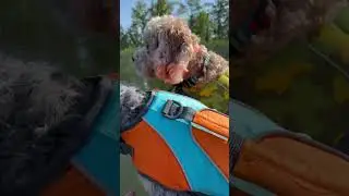 Adventures over the summer with the cavapoo crew! Dogs love the outdoors! #cutedog #thecavapoocrew