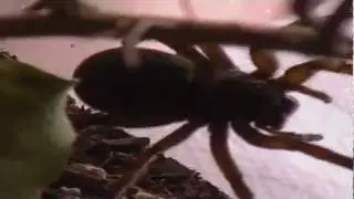 Look at this Big Spider