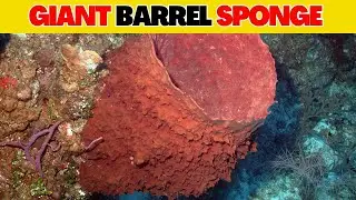 Giant Barrel Sponge