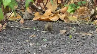 Wren hunting insects