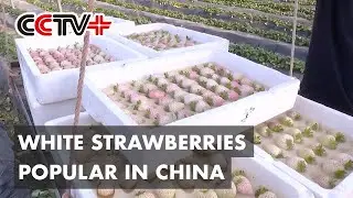White Strawberries Grab Chinese Consumers' Attention
