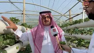 تغطية مزارع بن شيبان للفراولة في سبت العلاية محافظة بلقرن