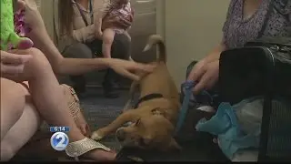 Military family reunites with dog lost before move to Honolulu