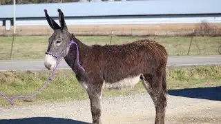 Лот TSP № 3290 - Жеребенок породы Мамонт Джек - 10 месяцев - Растущий - 2250 долларов