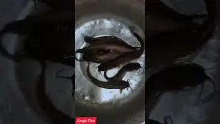 Singhi fish