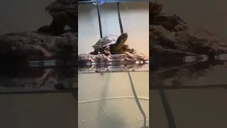 Travis The Turtle Basking In The Light