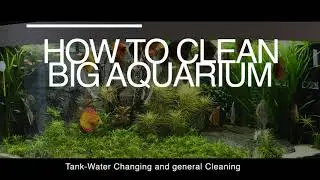 Aquarium maintenance - Juwel 450l - Discus Tank