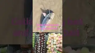 use best catla fishing baits and ground bait #fishing