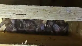 Brown long eared bats in Baffle box