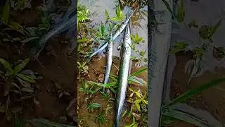 Monsoon Fishing 🎣|| Garfish fishing || Garfish || #shorts #fishing #youtubeshorts #garfishrecipe