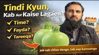 🌱 Tindi ki Fasal Lagane ka Behtareen Time!