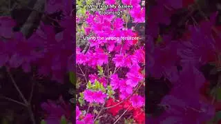 Why Isn't My Azalea Blooming? #shorts #azaleas