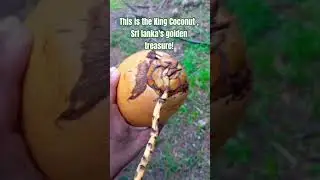 King Coconut ❤️ Please Subscribe #king_coconut #drink #fruit #italy  #uk #canada #india #urop #usa