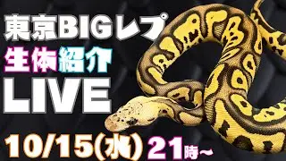 【BIGレプ】生体紹介ライブ！！