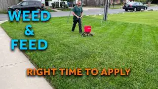 Weed and Feed Tips for a Healthier Lawn